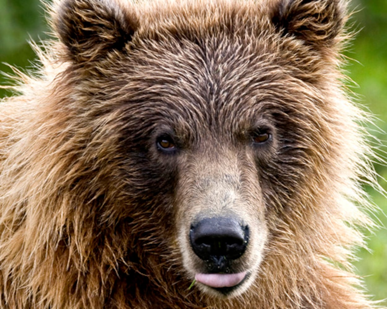 Travel photo contest / Animals (Top 10)
