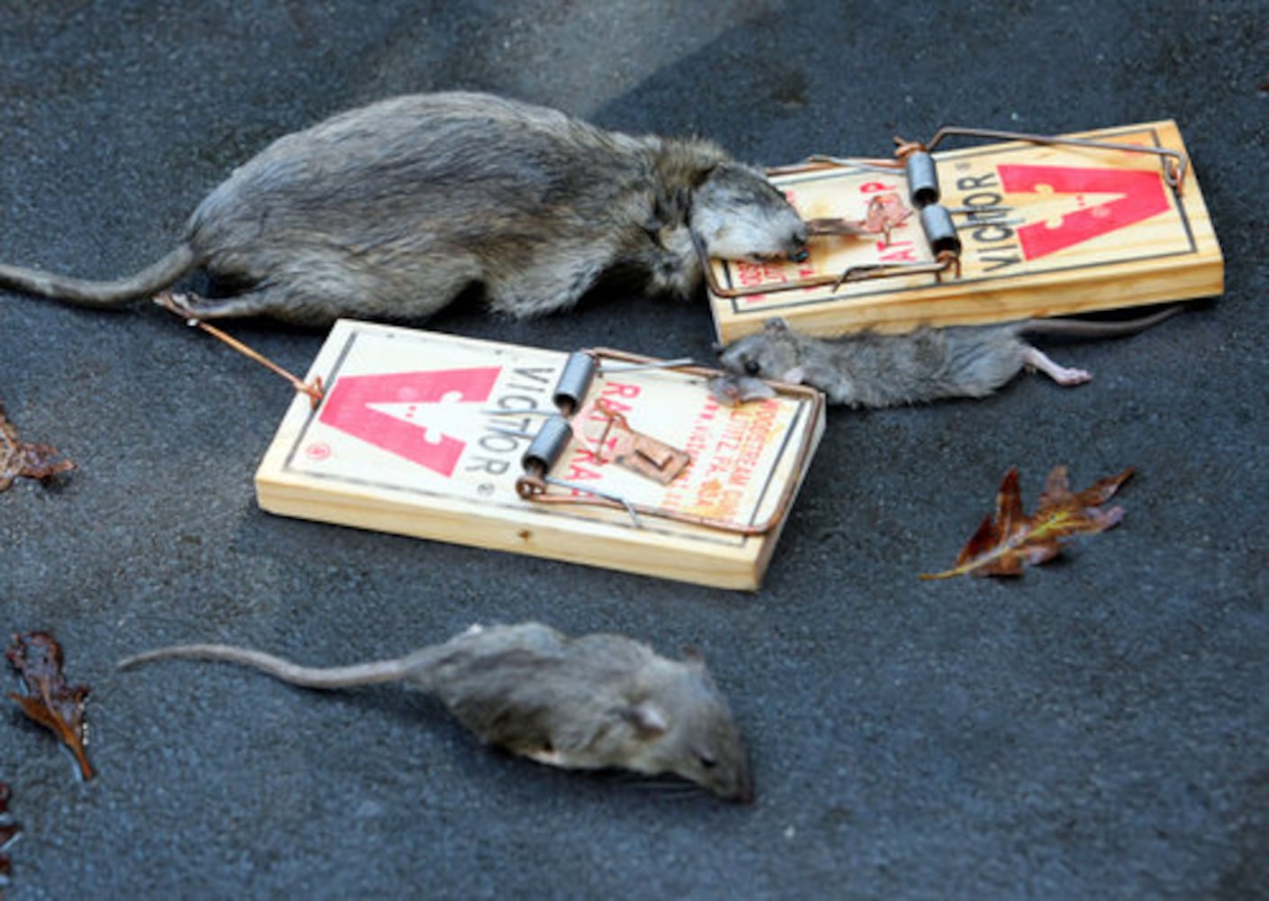 Rats infest Atlanta