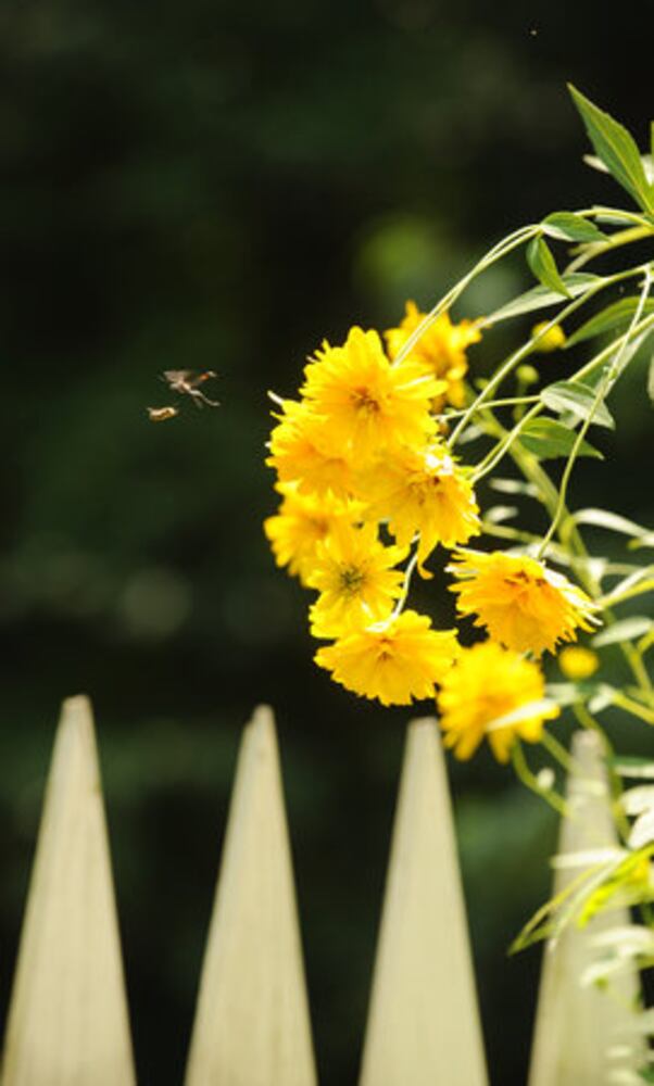 Atlanta public gardens offer flora, more