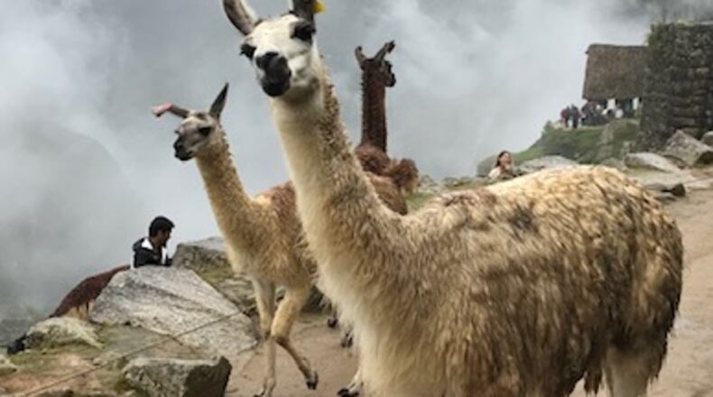 "This photo of an adult and two juvenile llamas was taken on a recent visit to Machu Picchu," wrote Tana Thomas of Marietta. "They were all running and jumping and having a great time and were very friendly. The Andes mountains in the background were draped in fog."
