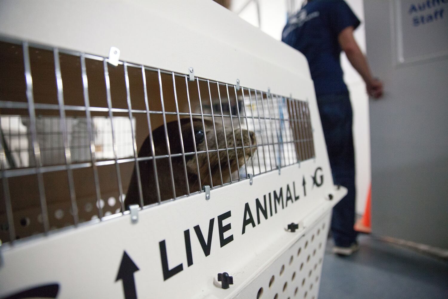 Georgia Aquarium gets new sea lions