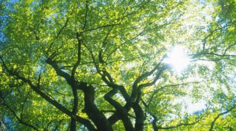 Jay West, the tree officer for Avondale Estates, is developing a management plan based on a tree inventory he has completed. (Courtesy of Avondale Estates)