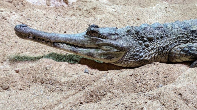 African slender-snouted crocodile