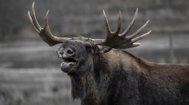 A moose yawns. A huge statue of the animal in both Canada and Norway has set off an international contest over who can build the tallest moose.