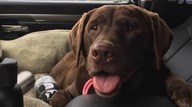 Penny, a chocolate Labrador, was inside a truck that was stolen from a restaurant Saturday. (Photo courtesy Alison Murphy)