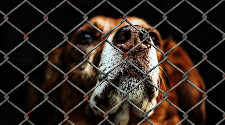 A dog who was found abused and near death in Los Angeles was likely beaten and spray-painted as part of a gang initiation, according to authorities.