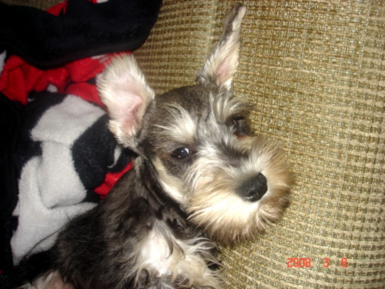 Atlanta's Top Dogs: 8. Schnauzers