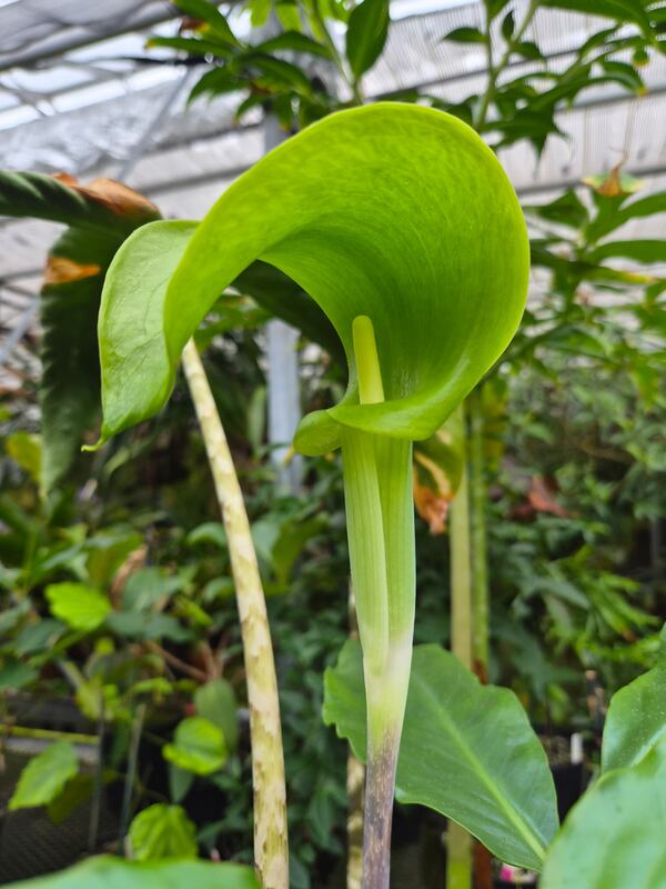 The flowering Arisaema mcmahanii or cobra lily, discovered by Scott McMahan and his Vietnamese colleagues. McMahan's fellow explorers named the plant in his honor. (Courtesy of Atlanta Botanical Garden)