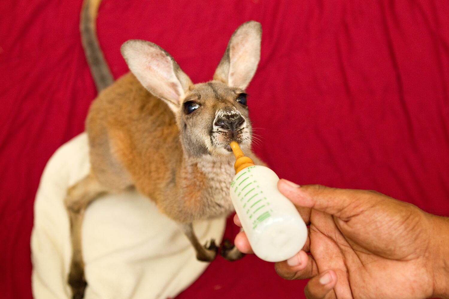 Busch Gardens Tampa Bay Summer Babies