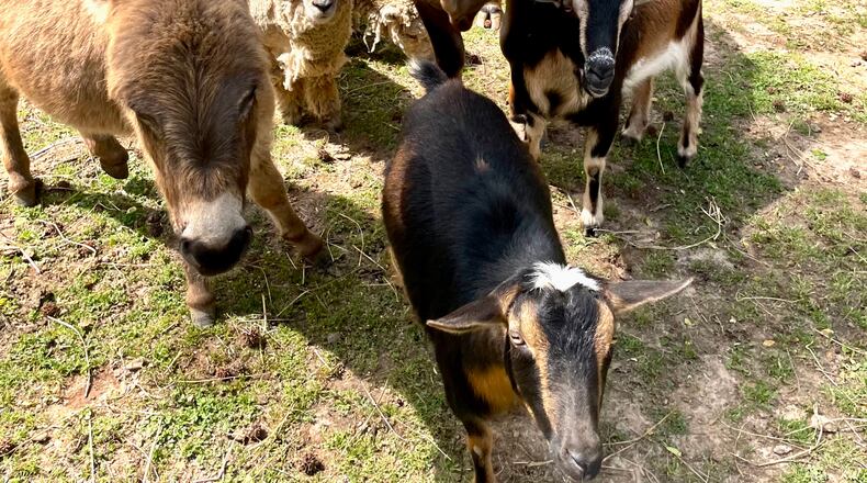 Pamelot’s farm animals (L-R: Fraunky Donkey, lambs Fig and Olive, miniature cow Daisy, Pedro the ‘naughty’ goat and in front, Poppy the goat). Look for their labels on Painted Horse Winery wines.