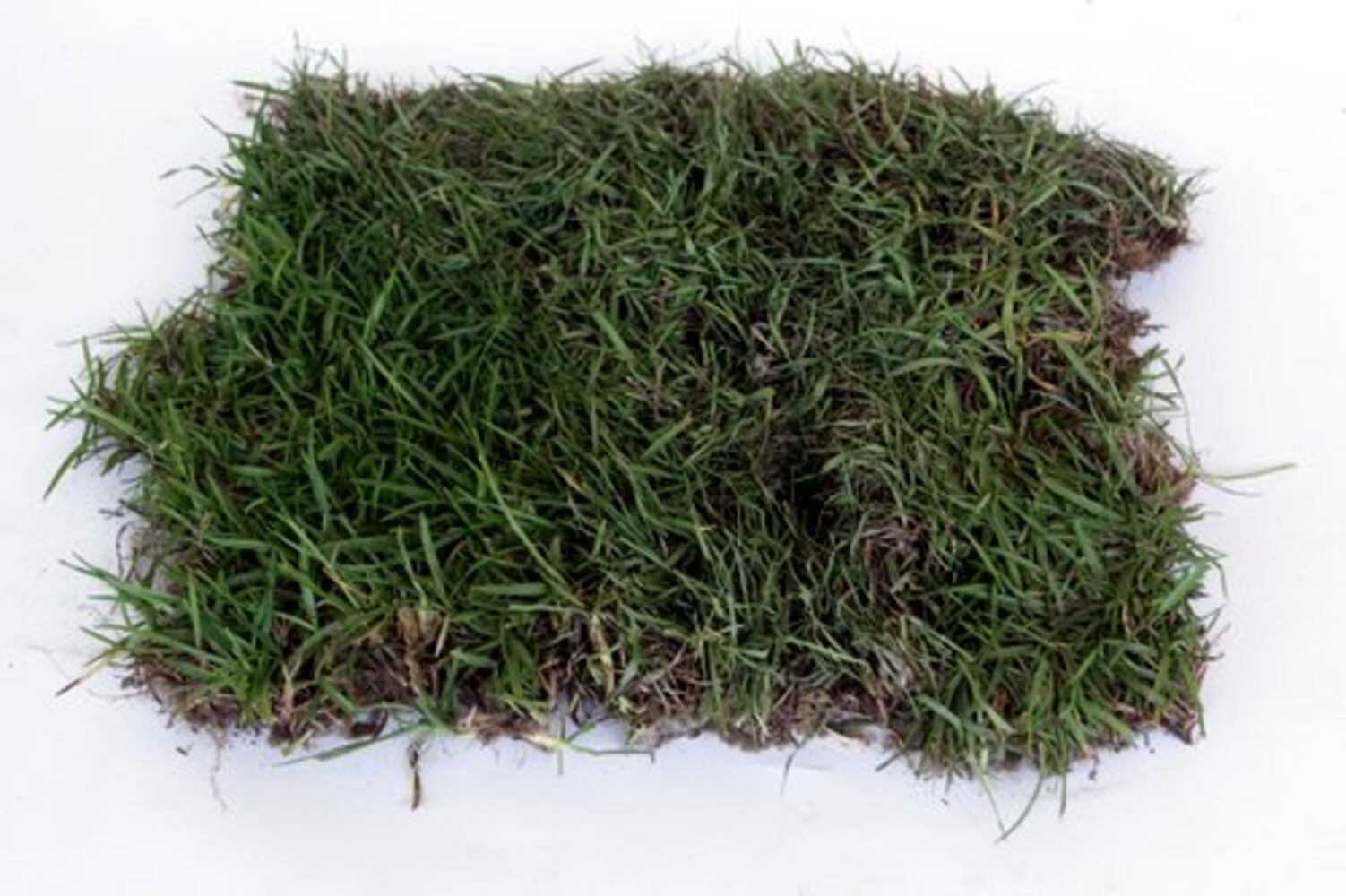 Metro Atlanta's five most common grasses