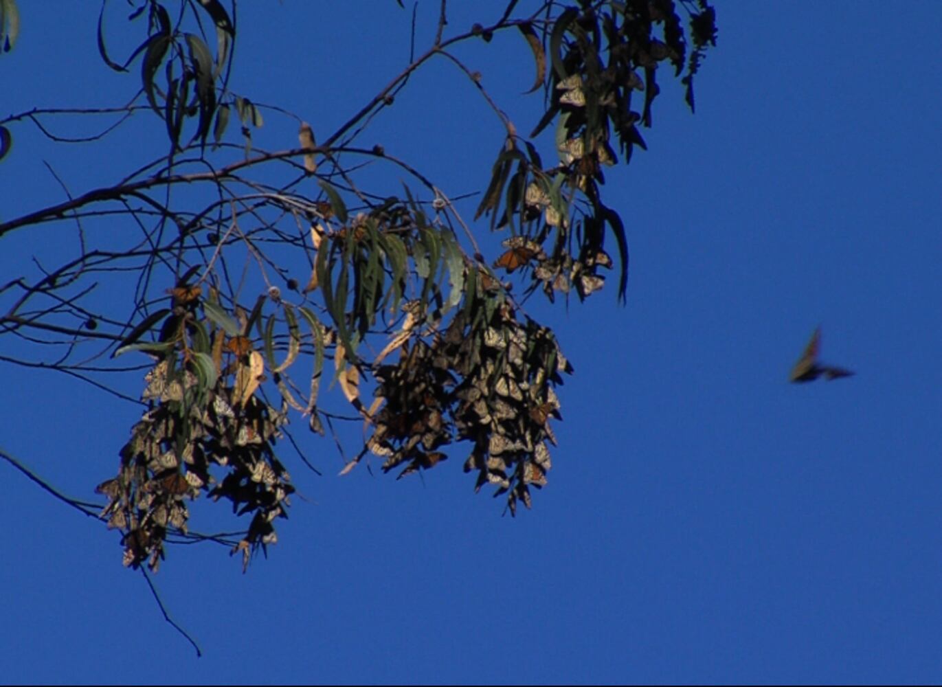 Monarch Butterfly Natural Preserve