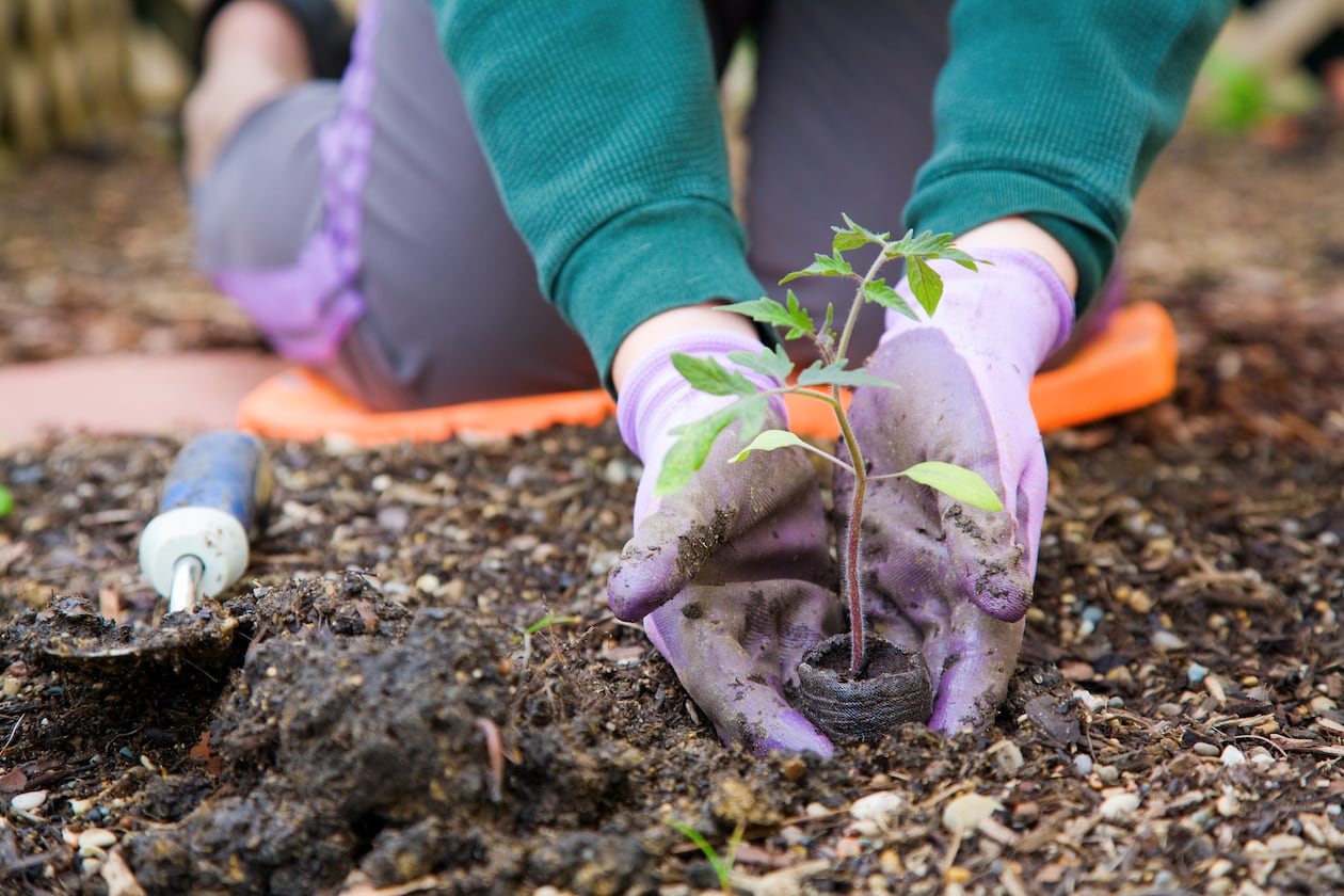 If you aspire to keep your hands in the dirt all year, note that the preferred time to plant Georgia Native plants is the fall.  (Dreamstime/TNS)