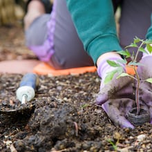 If you aspire to keep your hands in the dirt all year, note that the preferred time to plant Georgia Native plants is the fall.  (Dreamstime/TNS)