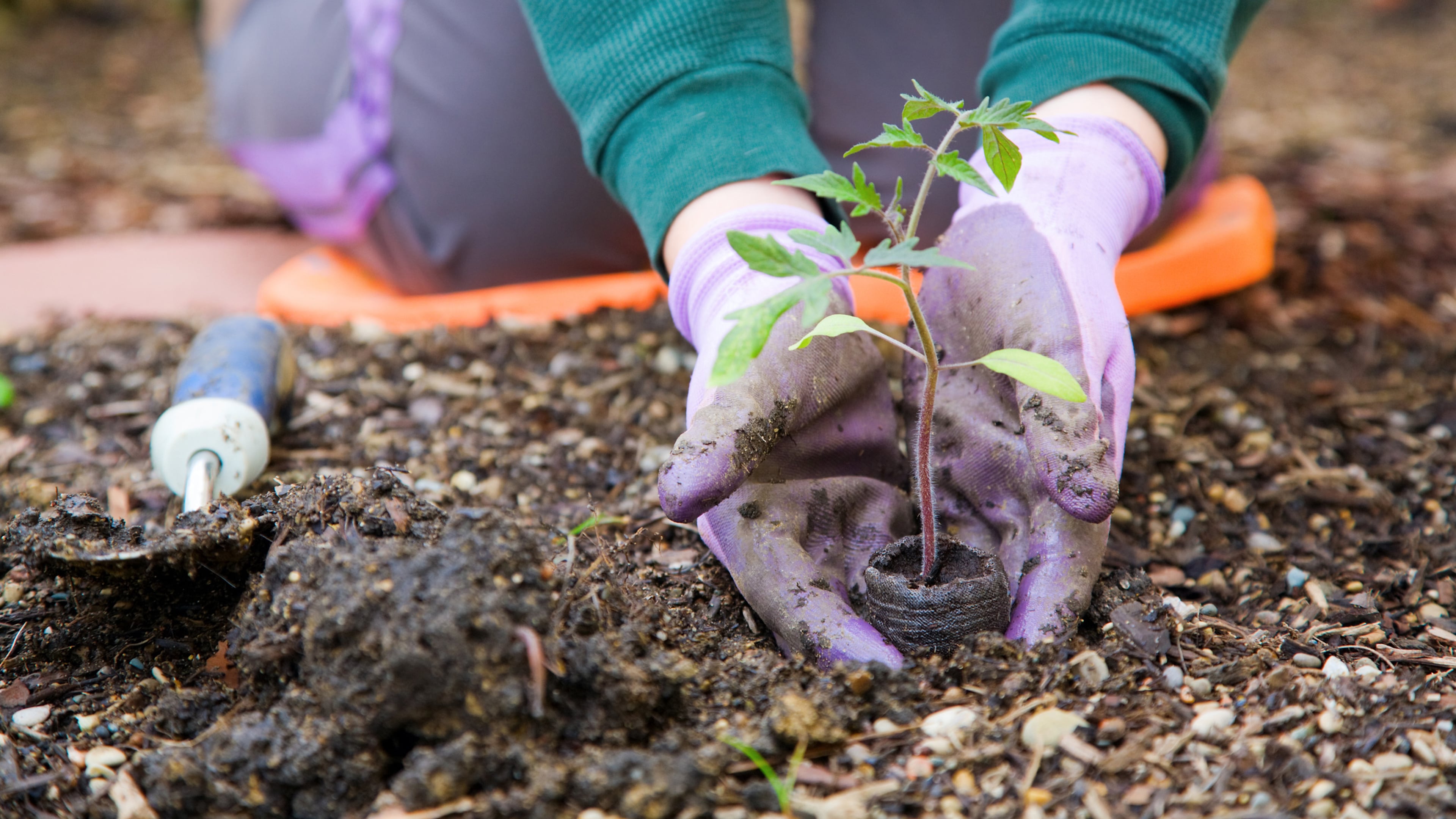 If you aspire to keep your hands in the dirt all year, note that the preferred time to plant Georgia Native plants is the fall.  (Dreamstime/TNS)