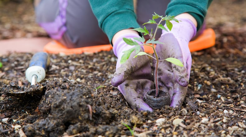 If you aspire to keep your hands in the dirt all year, note that the preferred time to plant Georgia Native plants is the fall.  (Dreamstime/TNS)