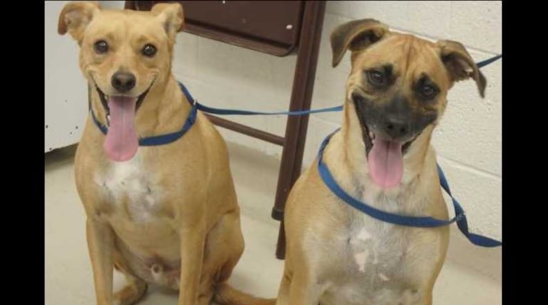 These two stray, unnamed dogs will be adoptable in Cobb starting Aug. 15; after then, there's no guarantee they'll be available.