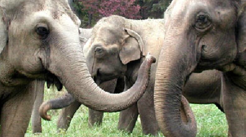 You can become a friend of The Elephant Sanctuary in Tennessee and receive newsletters for one year and, the great feeling of knowing that you are truly giving the gift of life to some very sacred souls. The Sustainer level of sponsorship is $500.