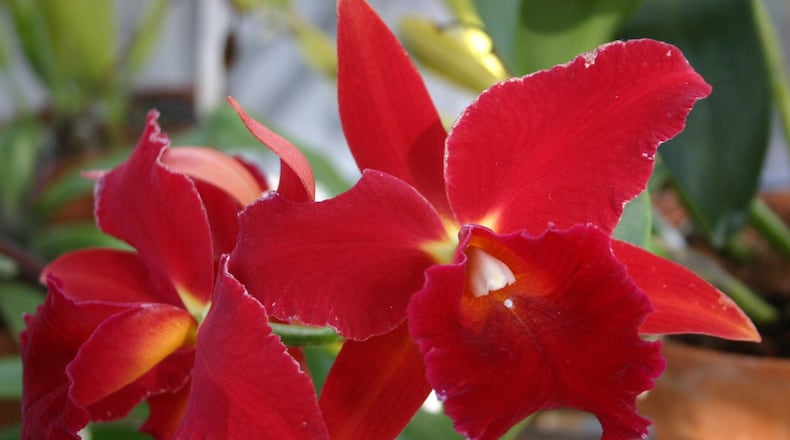 In order to bloom, orchids like intermittent bright light mixed with shade during the day. WALTER REEVES
