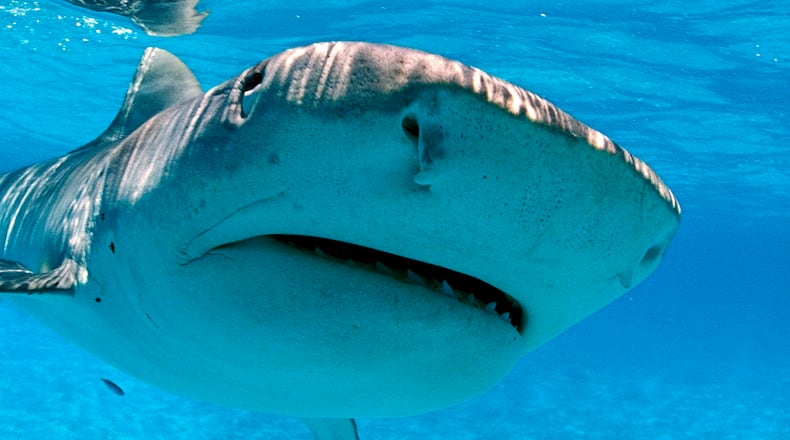 (Photo by: Education Images/UIG via Getty Images)