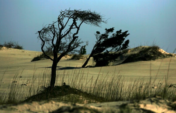 Windswept trees in sand dunes dot the landscape near Christmas Creek on the northern end of Cumberland Island. (Curtis Compton/AJC 2007)