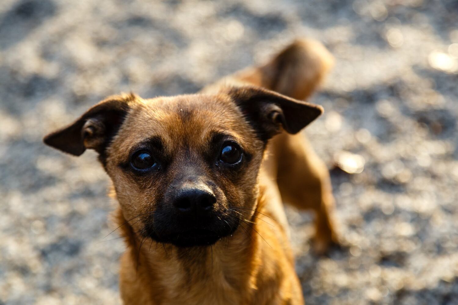 Photos: Adoptable Friends from PAWS Atlanta