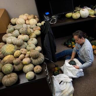 Ruth De La Cruz, food sovereignty director at Nueta Hidatsa Sahnish College, sorts through squash in an office at the school Thursday, Oct. 30, 2025, in New Town, N.D. (AP Photo/John Locher)