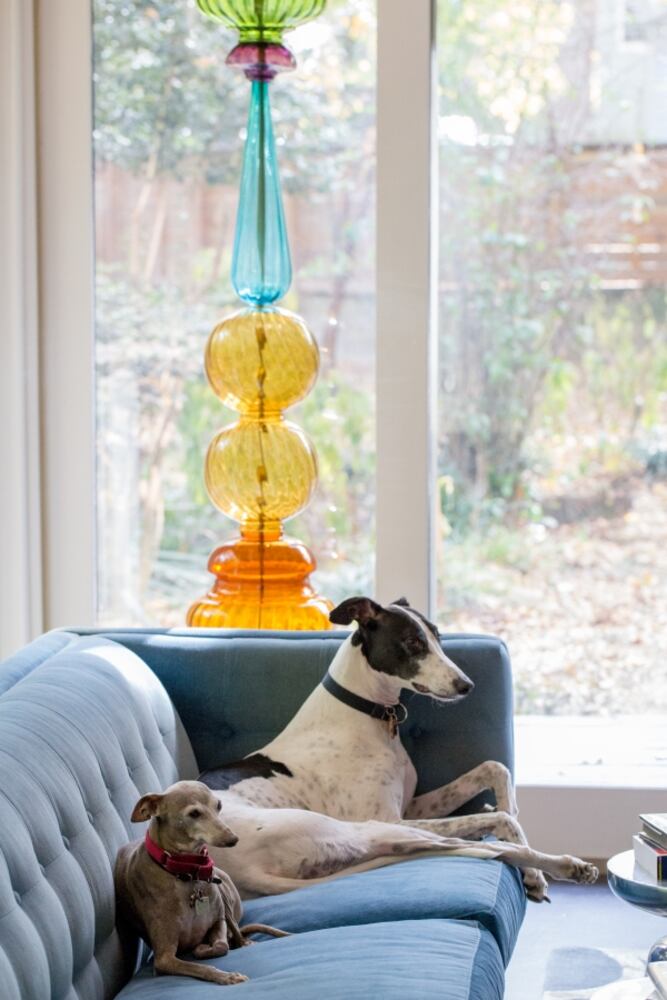 The rescued greyhounds