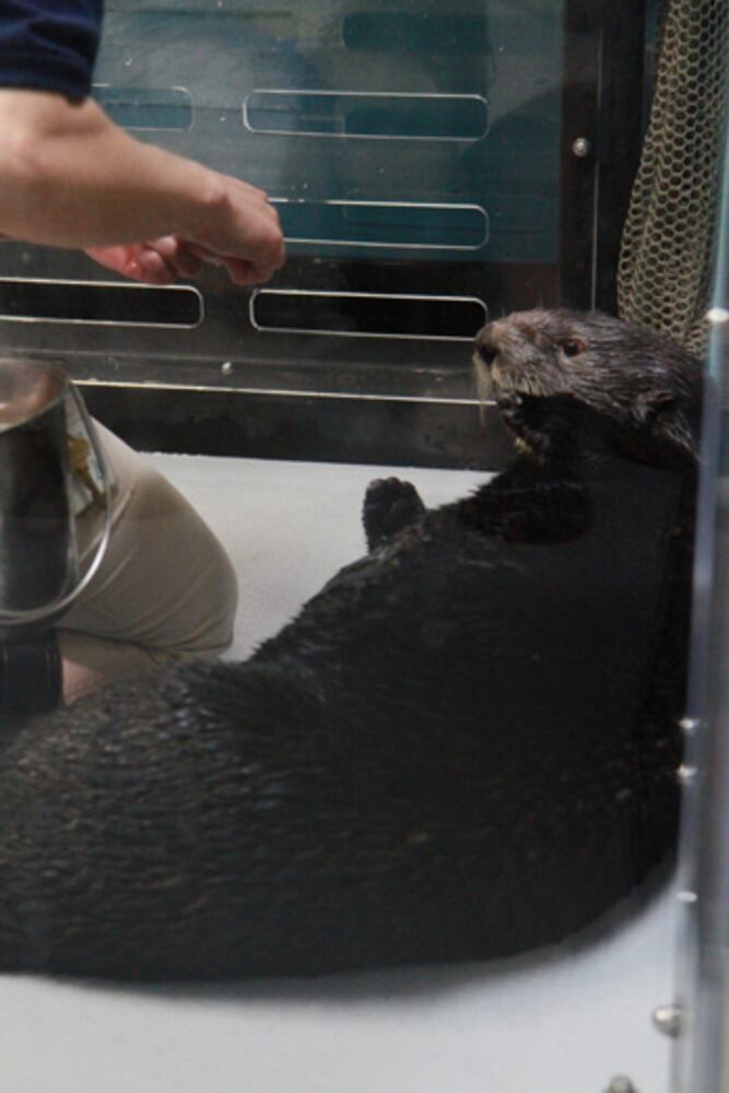 Sea Otter Encounter at Georgia Aquarium