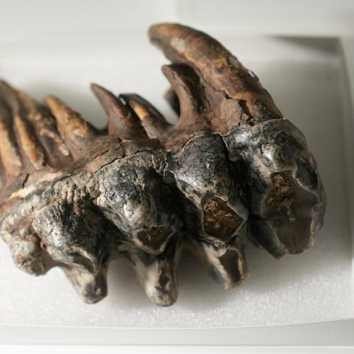 A fossilized tooth of a Pacific mastodon, left, is displayed during an interview in the Stanford Doerr School of Sustainability, Tuesday, Sept. 15, 2026, in Palo Alto, Calif. (AP Photo/Jeff Chiu)