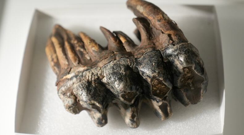 A fossilized tooth of a Pacific mastodon, left, is displayed during an interview in the Stanford Doerr School of Sustainability, Tuesday, Sept. 15, 2026, in Palo Alto, Calif. (AP Photo/Jeff Chiu)