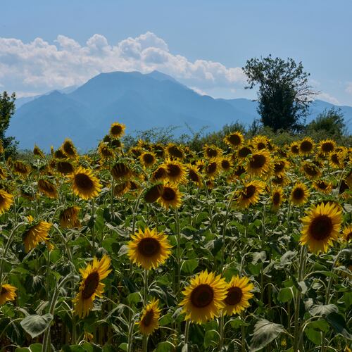 Sunflowers bloom in Kalyvia Varikou, near Litochoro in northern Greece, backdropped by Mount Olympus, Wednesday, July 15, 2026. (AP Photo/Petros Giannakouris)