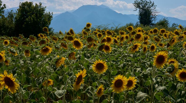 Sunflowers bloom in Kalyvia Varikou, near Litochoro in northern Greece, backdropped by Mount Olympus, Wednesday, July 15, 2026. (AP Photo/Petros Giannakouris)