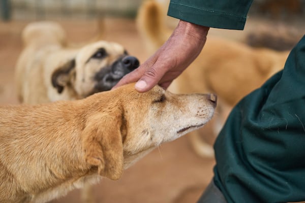A worker pets a dog at a center for neutering and vaccinating strays dogs on the outskirts of Rabat, Morocco, Thursday, May 15, 2025. (AP Photo/Mosa'ab Elshamy)