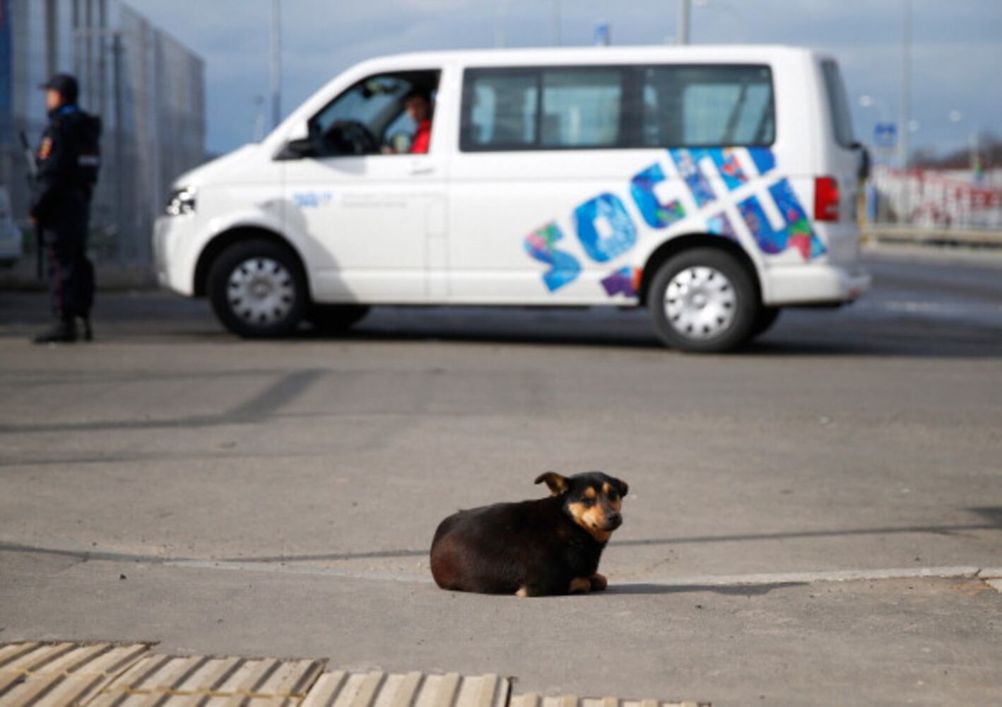Winter Olympics host city overrun with strays