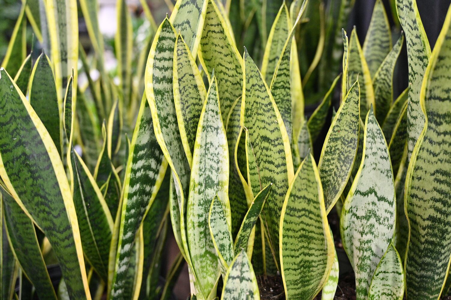 21 indoor, easy-to-care-for plants