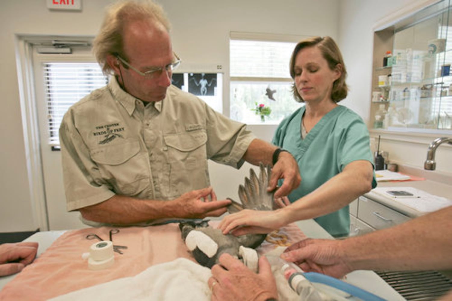 In South Carolina, injured birds of prey fly again