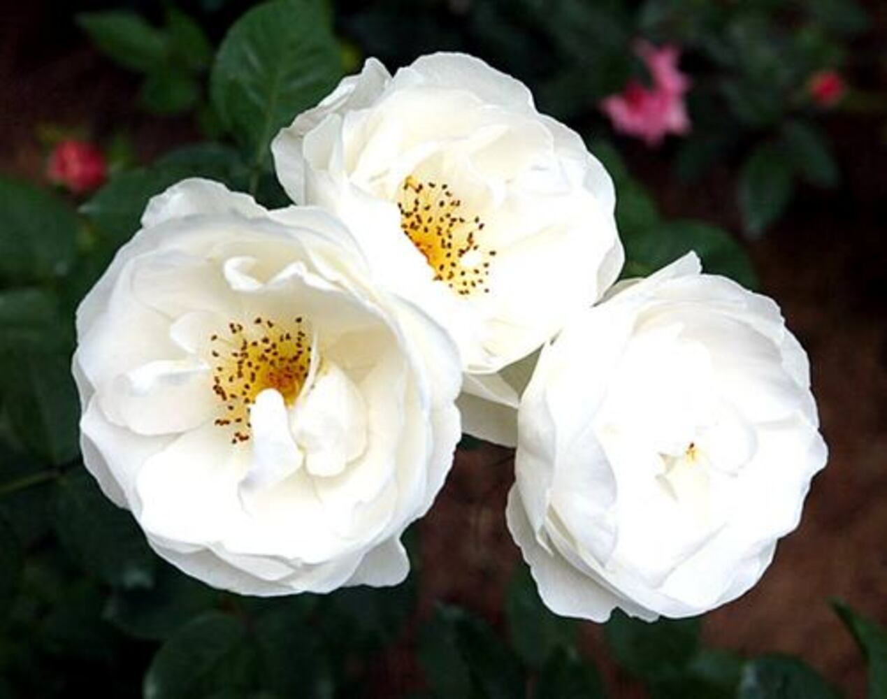 Confused by rose colors? Here's what they mean