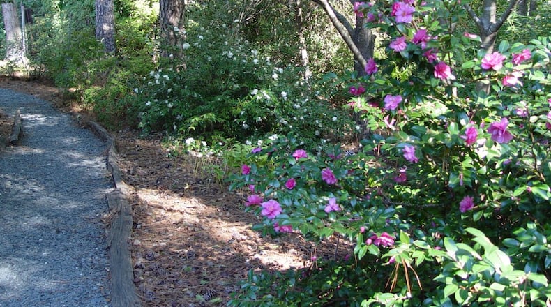 Some fees at Smith-Gilbert Garden in Kennesaw will go up on March 1, while others will go down. As the newest addition at the garden, according to the garden’s website, these camellias are at their best during the fall and winter months. (Courtesy of Kennesaw)