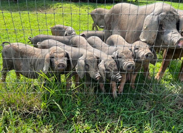 Meishan hogs are a Chinese breed, known for being good mothers and for having a docile personality. Courtesy of Laura Jensen