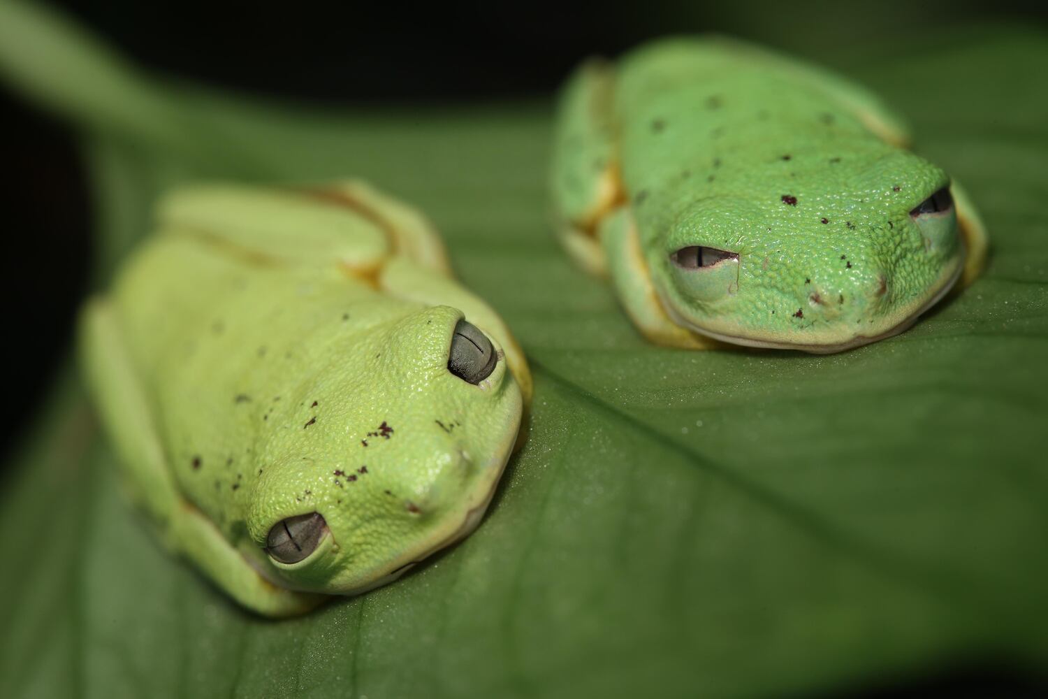 Lemur leaf frog