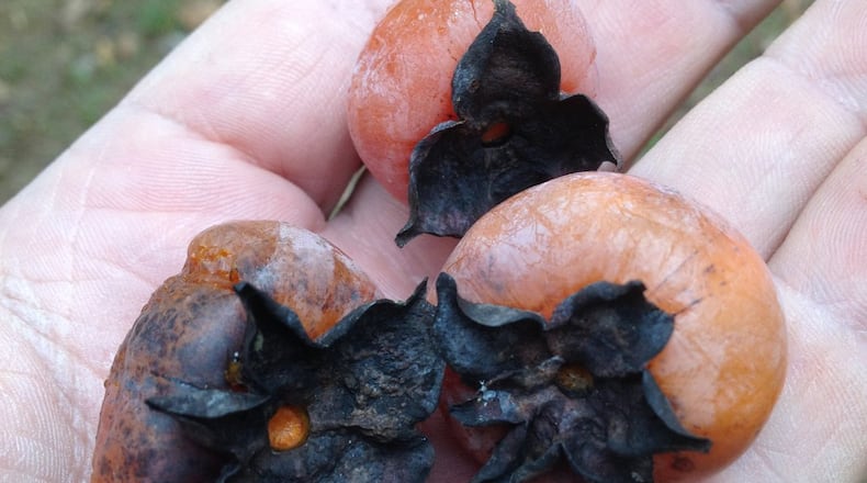 Persimmons are very attractive to deer. (Walter Reeves)
