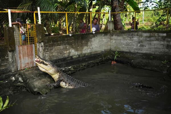 Rusli Paraili, left, a crocodile handler, feeds a rescued crocodile inside an enclosure in Budong-Budong, West Sulawesi, Indonesia, Monday, Feb. 24, 2025. (AP Photo/Dita Alangkara)