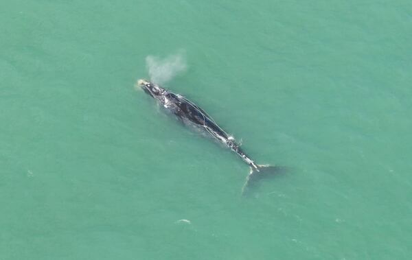 A critically endangered North Atlantic right whale was found dead over the weekend off the coast of South Carolina, more than four months after it had been spotted entangled in fishing gear. (Credit:_Joey Antonelli_Florida FWC_Taken under NOAA permit 18786)