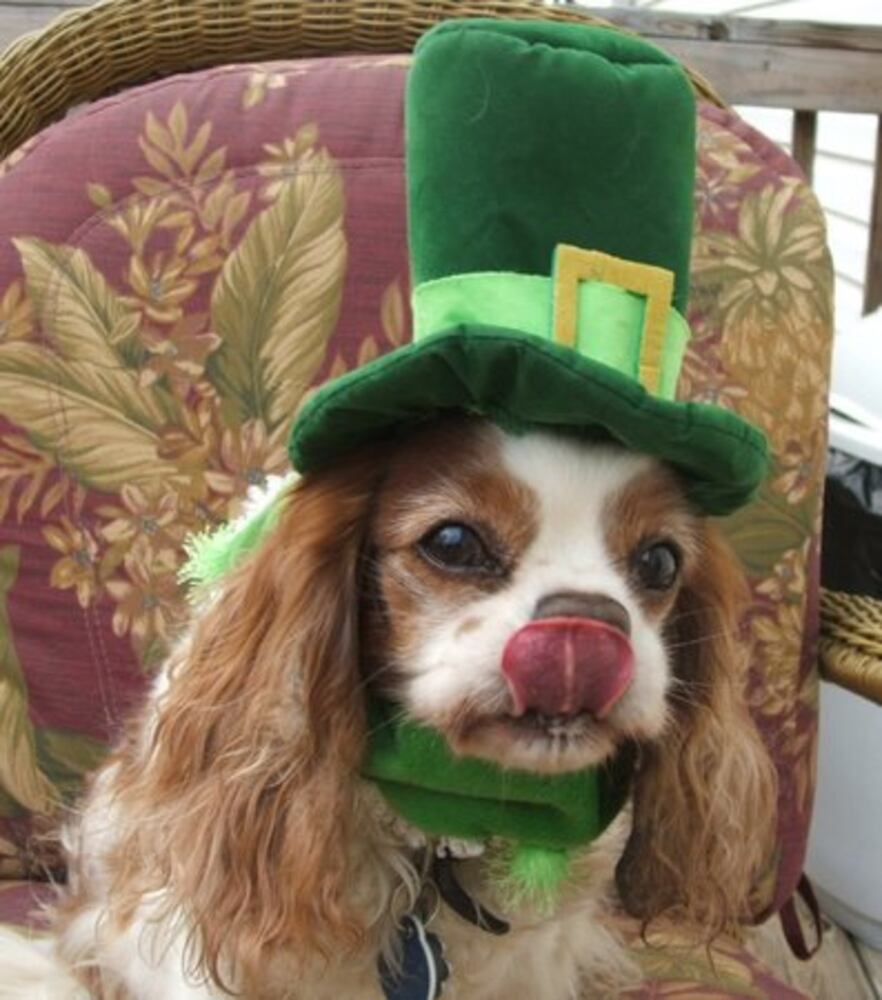 Happy St. PETrick's Day from ajcpets.com!