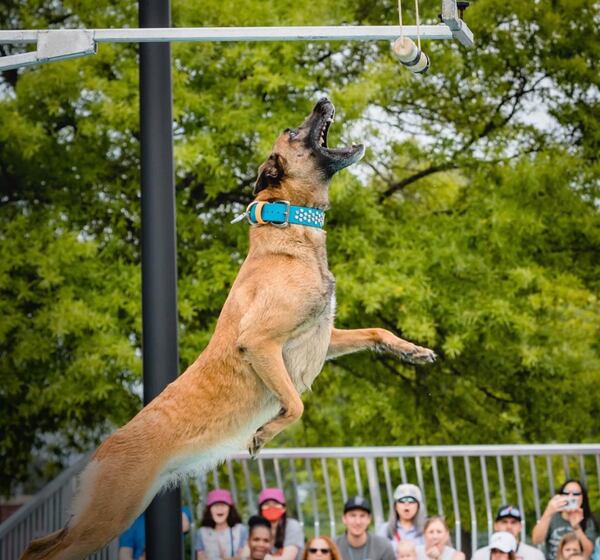 Bring your pet to Paws Fest in Marietta this weekend for music, pet adoptions, a performance by the DockDogs (pictured) and more. (Courtesy of Paws Fest)