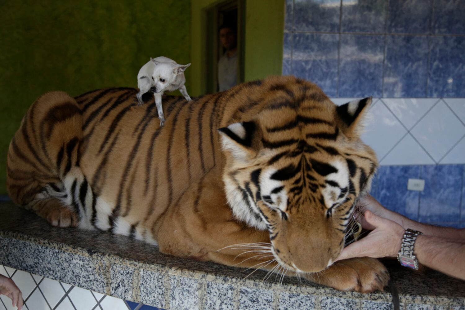 APTOPIX Brazil Tiger Family