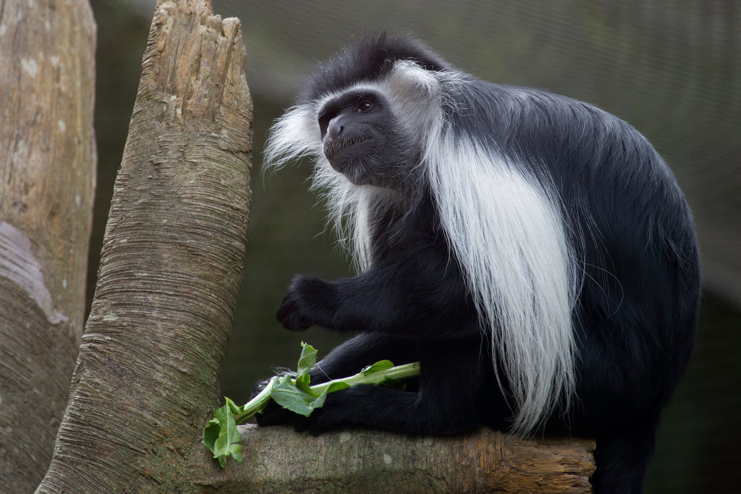 George the Angolan colobus