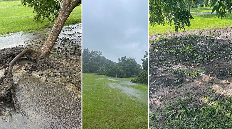 The pecan orchards on Vance Hiers’ farm in Dixie, Ga., located 15 minutes from the Georgia-Florida line sustained heavy damage in Hurricane Idalia. VANCE HIERS / SPECIAL TO AJC