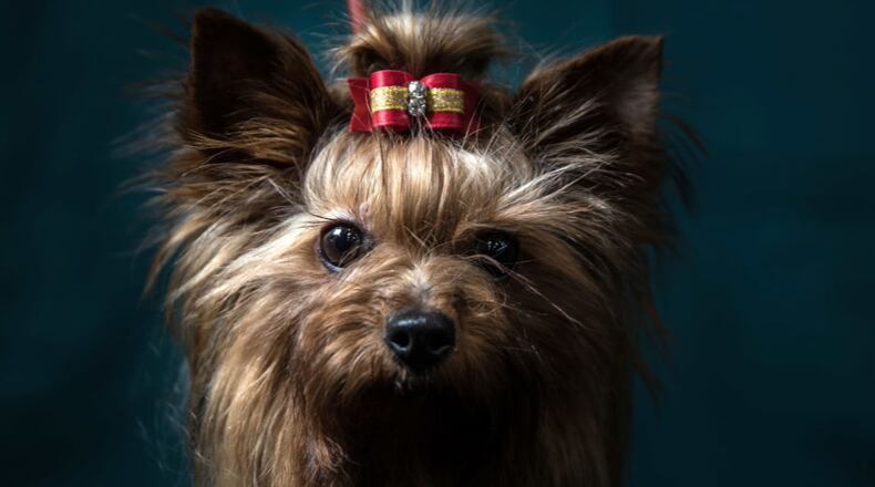 A two-year-old Yorkshire Terrier, poses for a photograph. (Photo: Matt Cardy/Getty Images)